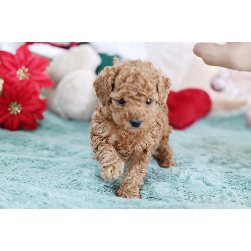 成約済の京都府のタイニープードル-430490の9枚目