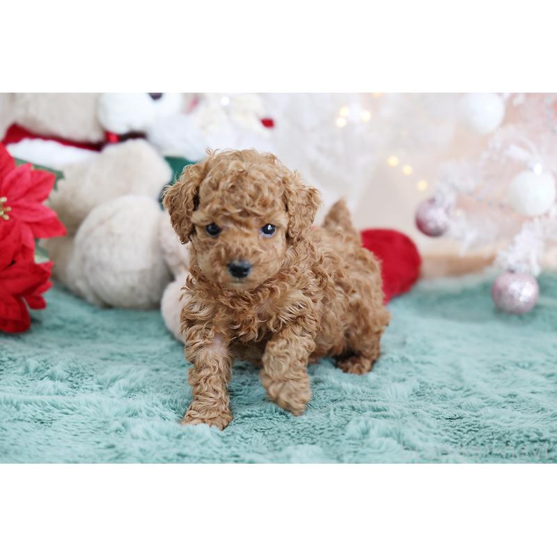 成約済の京都府のタイニープードル-430490の8枚目