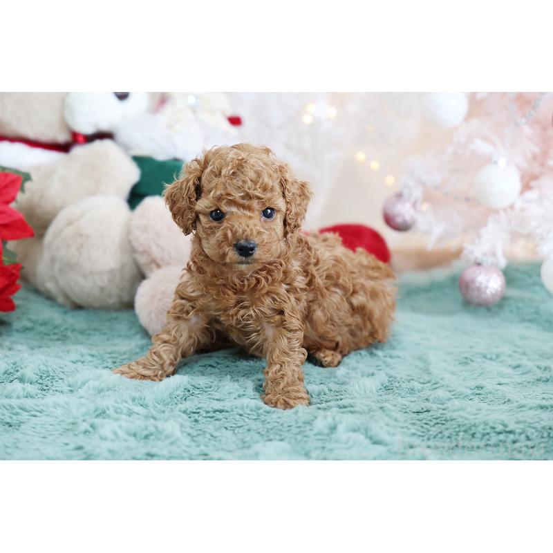 成約済の京都府のタイニープードル-430490の7枚目