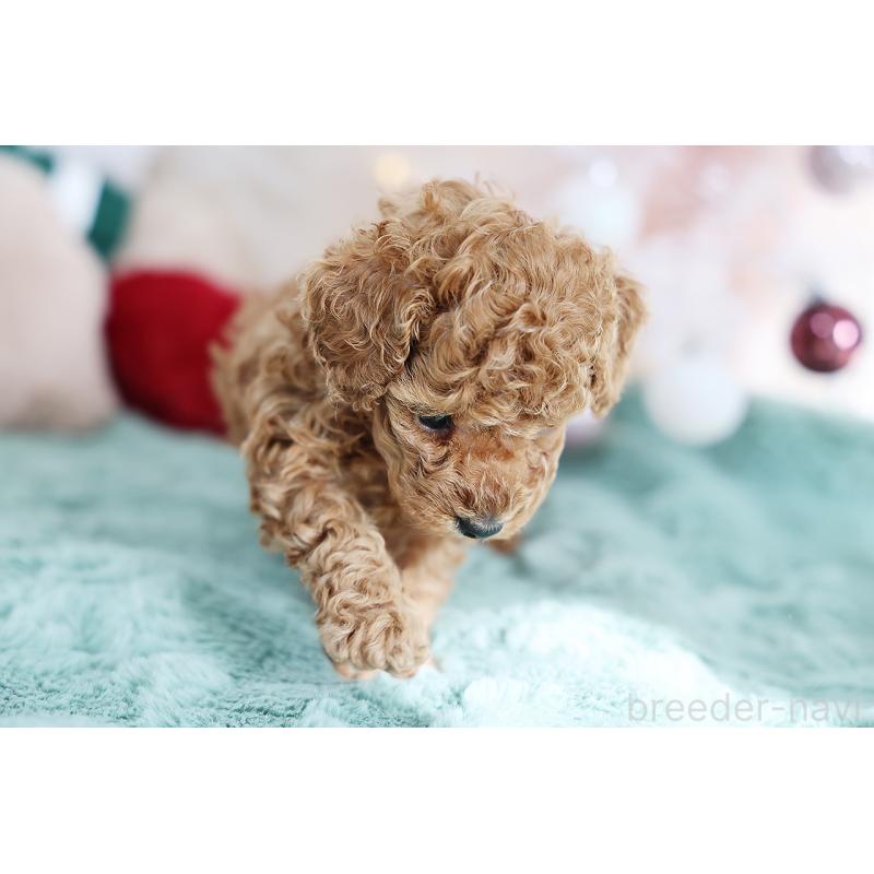 成約済の京都府のタイニープードル-430490の5枚目