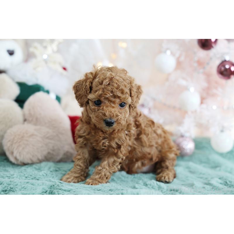 成約済の京都府のタイニープードル-430490の4枚目