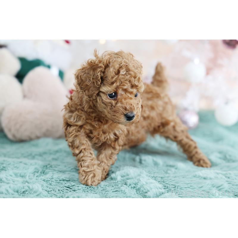 成約済の京都府のタイニープードル-430490の3枚目