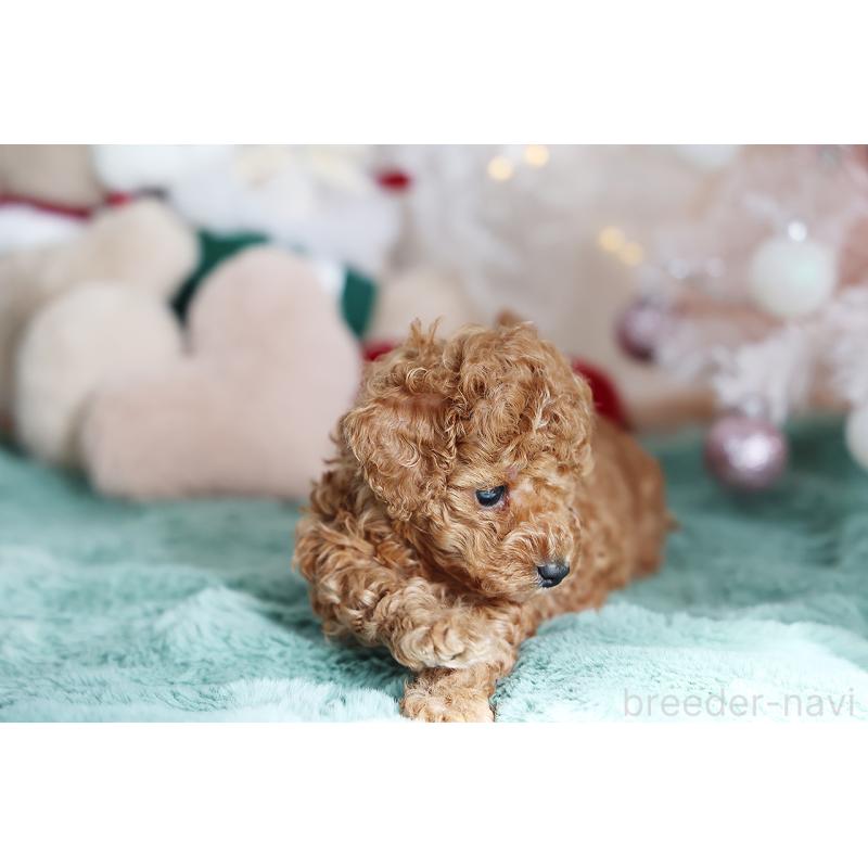 成約済の京都府のタイニープードル-430490の2枚目