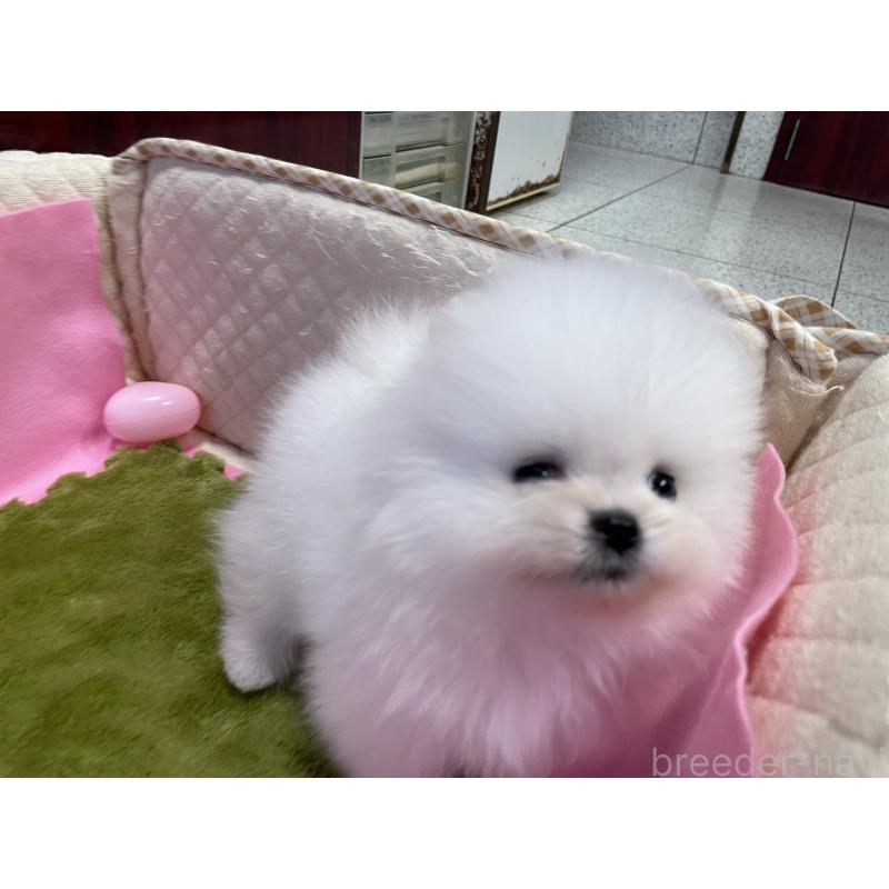 成約済の岐阜県のポメラニアン-431096の4枚目