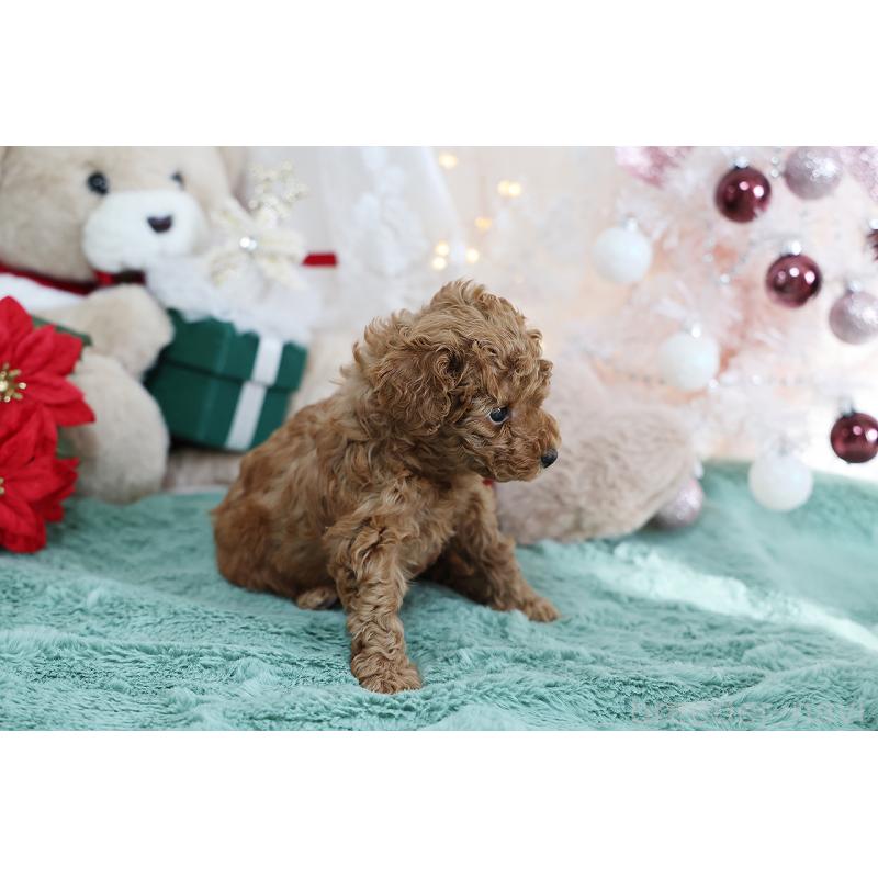 成約済の京都府のタイニープードル-430554の6枚目