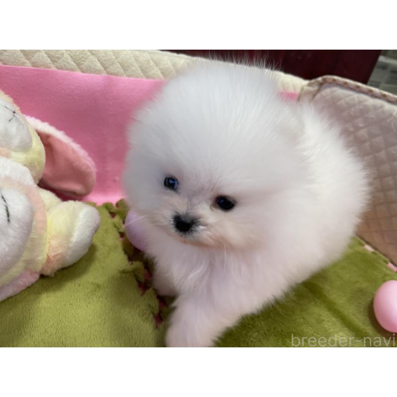 成約済の岐阜県のポメラニアン-431096の3枚目