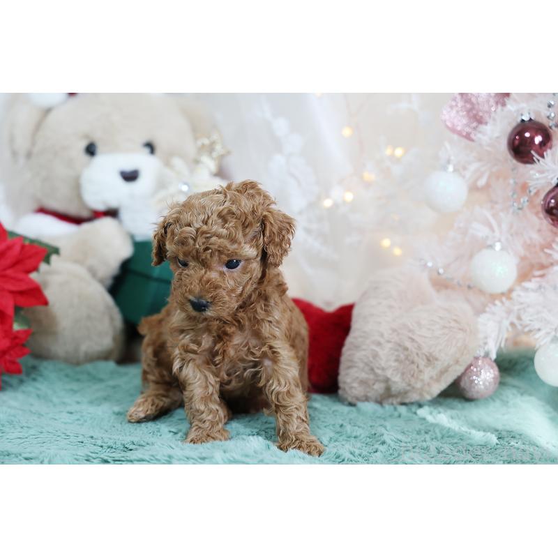 成約済の京都府のタイニープードル-430554の5枚目