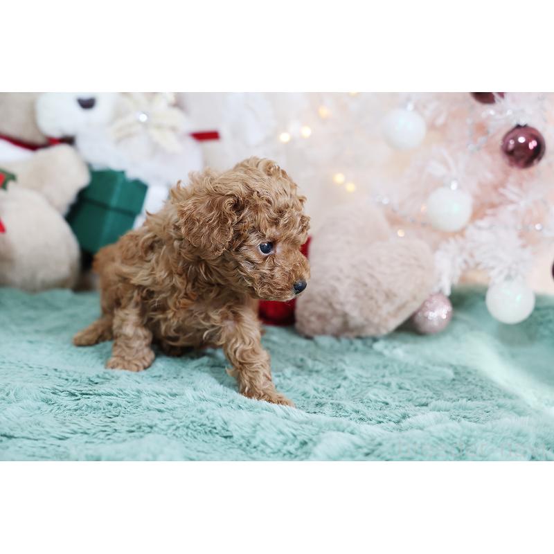 成約済の京都府のタイニープードル-430554の4枚目