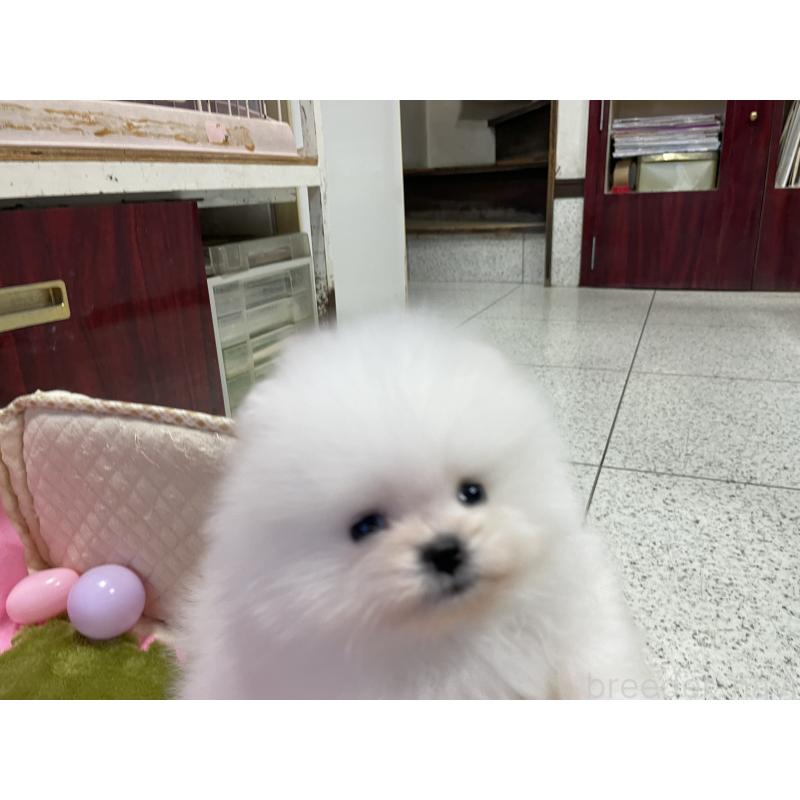 成約済の岐阜県のポメラニアン-431096の2枚目