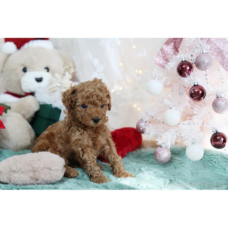 成約済の京都府のタイニープードル-430554の2枚目