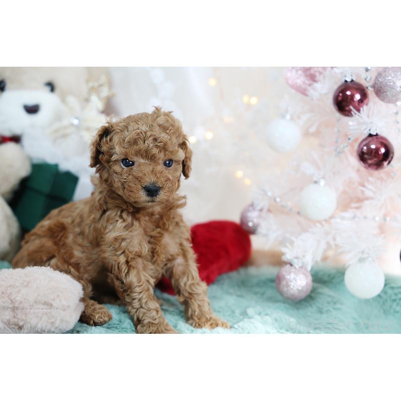 成約済の京都府のタイニープードル-430554の3枚目