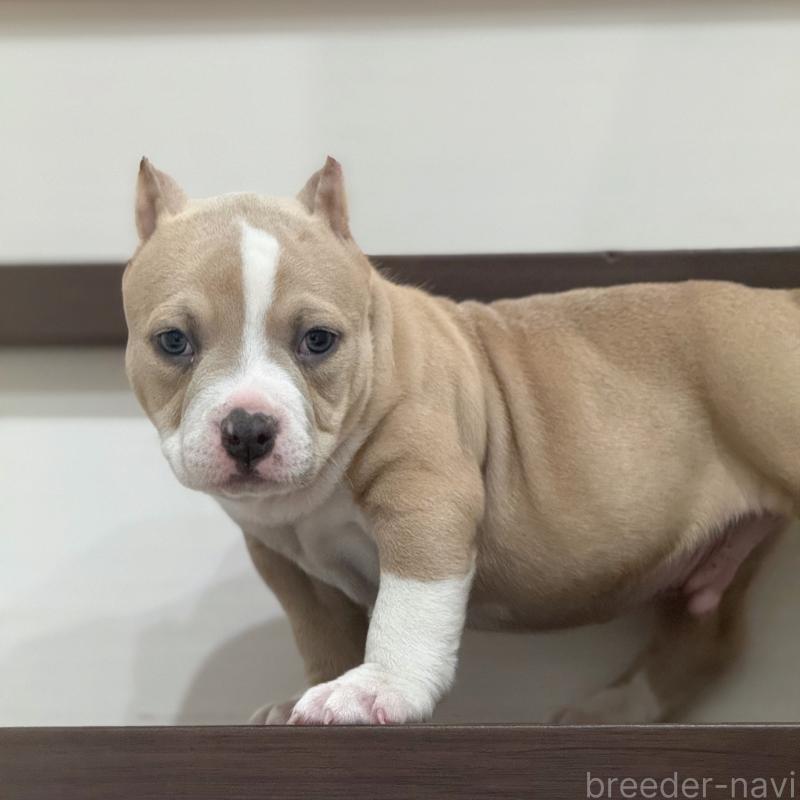 販売中の香川県のアメリカンブリー-432145の3枚目