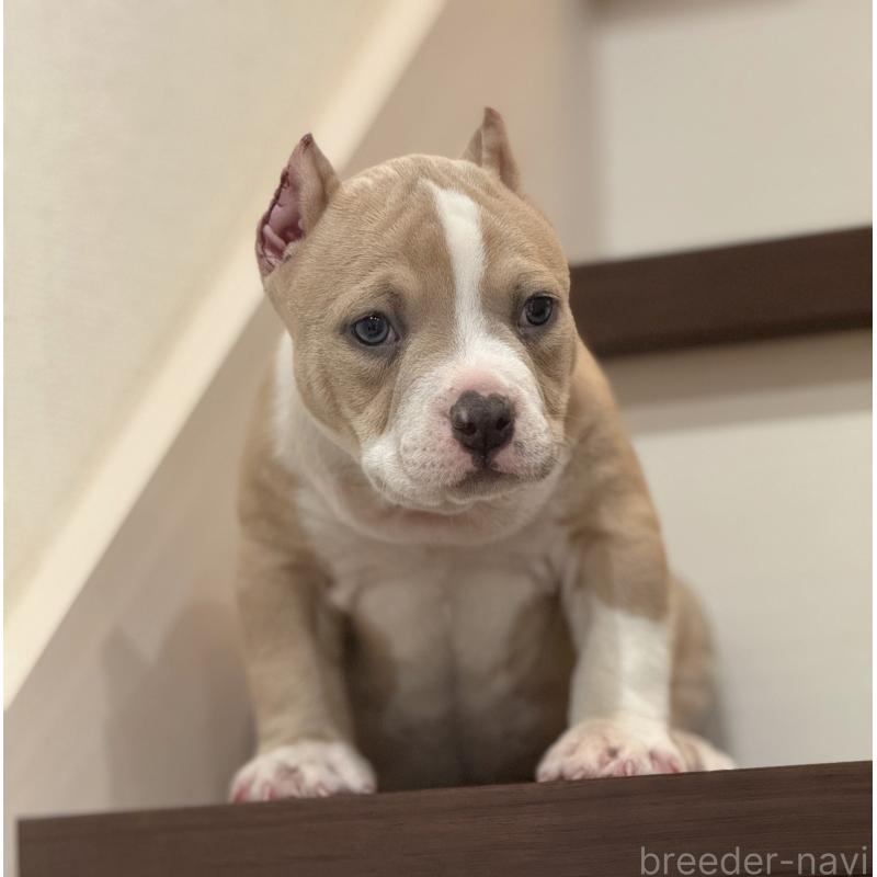 販売中の香川県のアメリカンブリー-432145の2枚目