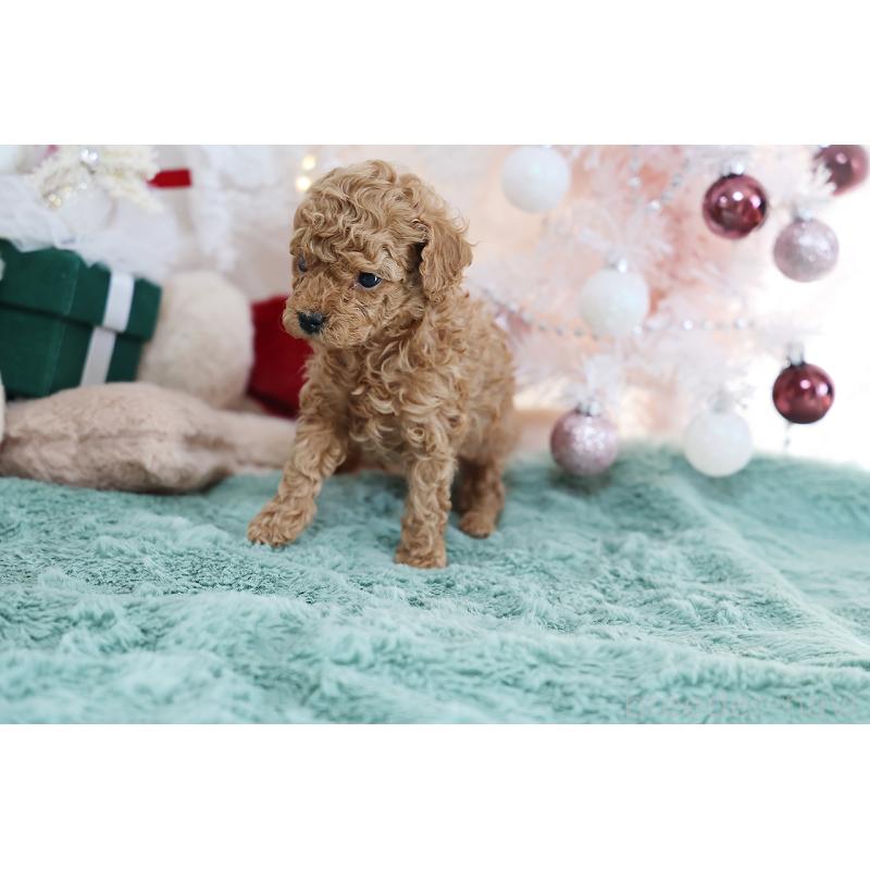 成約済の京都府のティーカッププードル-430555の11枚目