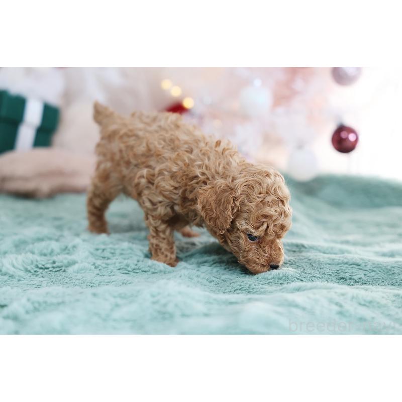 成約済の京都府のティーカッププードル-430555の10枚目