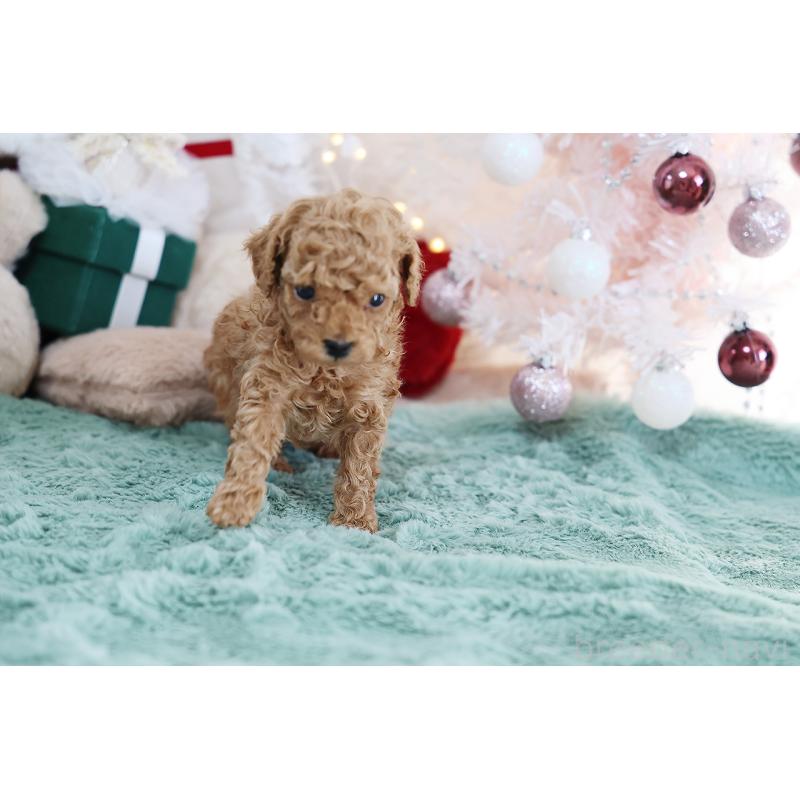 成約済の京都府のティーカッププードル-430555の9枚目