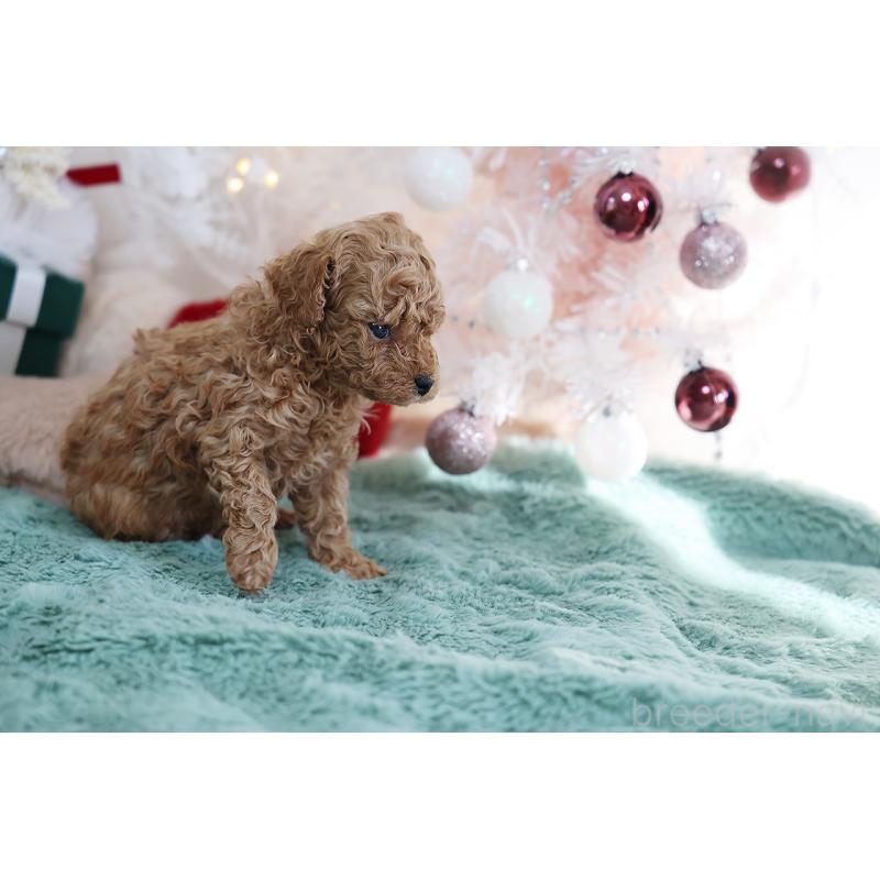 成約済の京都府のティーカッププードル-430555の8枚目