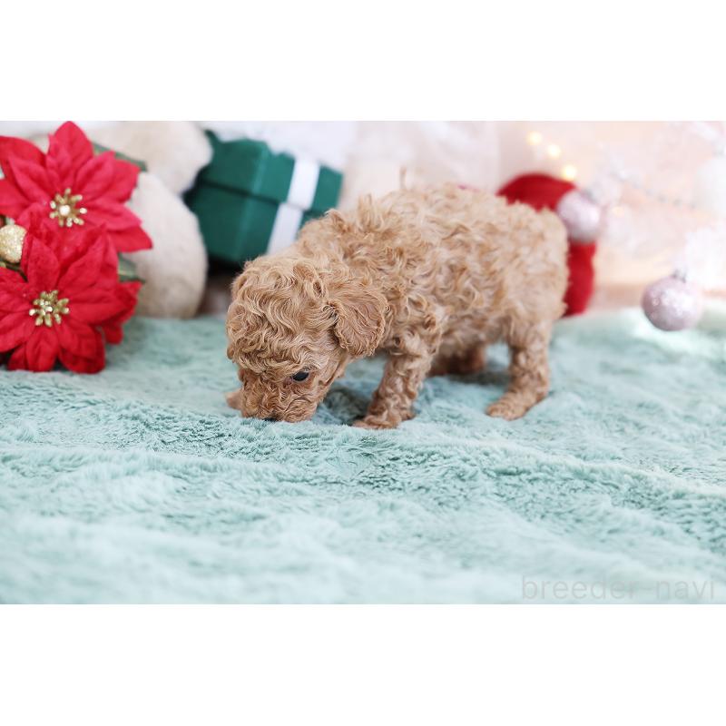 成約済の京都府のティーカッププードル-430555の7枚目