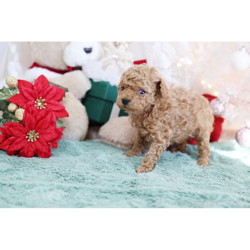 成約済の京都府のティーカッププードル-430555の6枚目