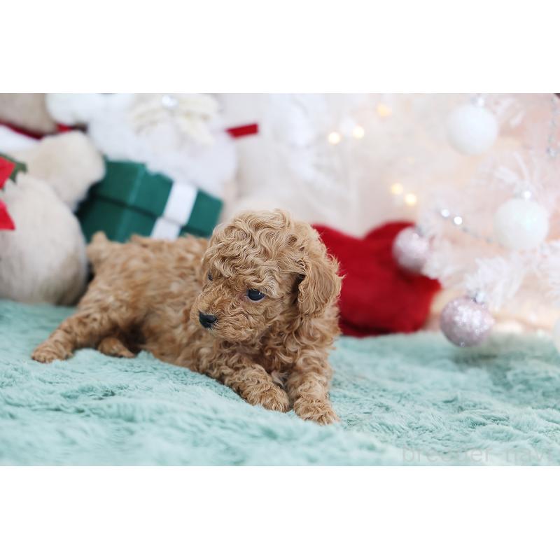 成約済の京都府のティーカッププードル-430555の5枚目