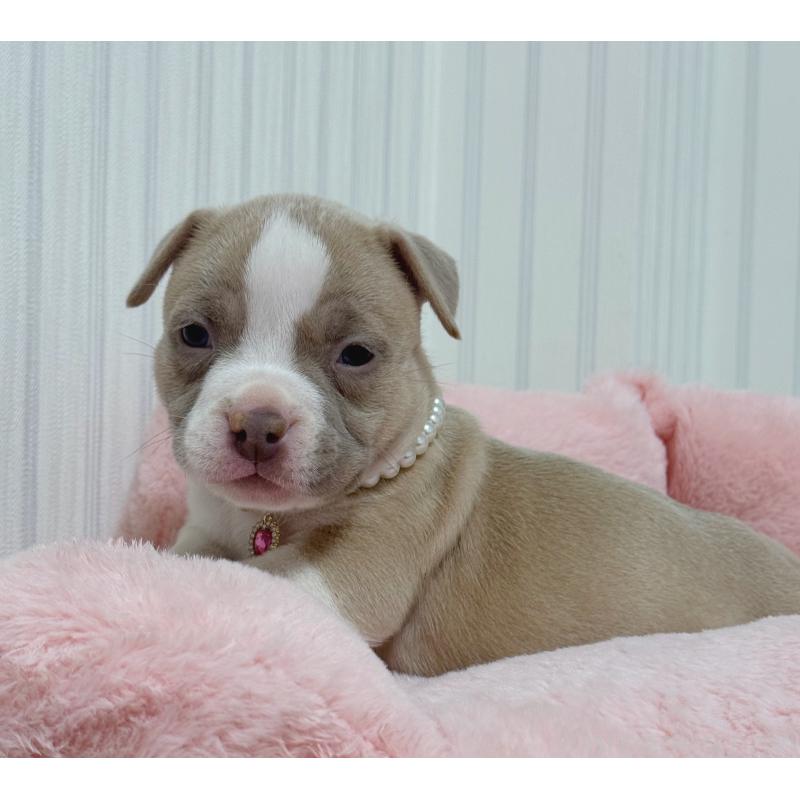 販売中の香川県のアメリカンブリー-432146の4枚目