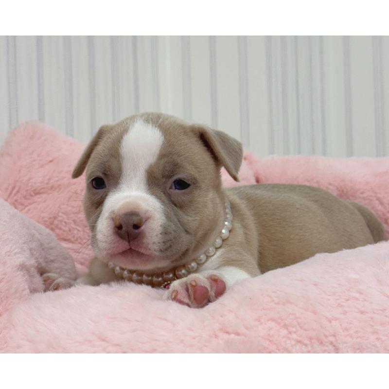 販売中の香川県のアメリカンブリー-432146の3枚目