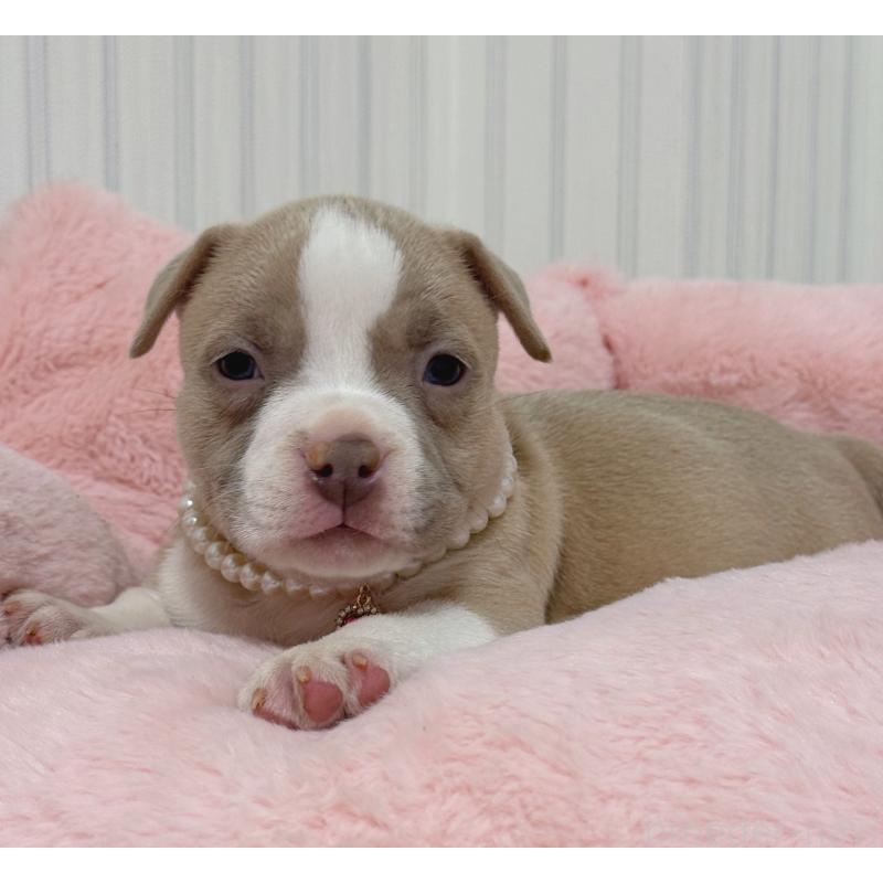 販売中の香川県のアメリカンブリー-432146の2枚目