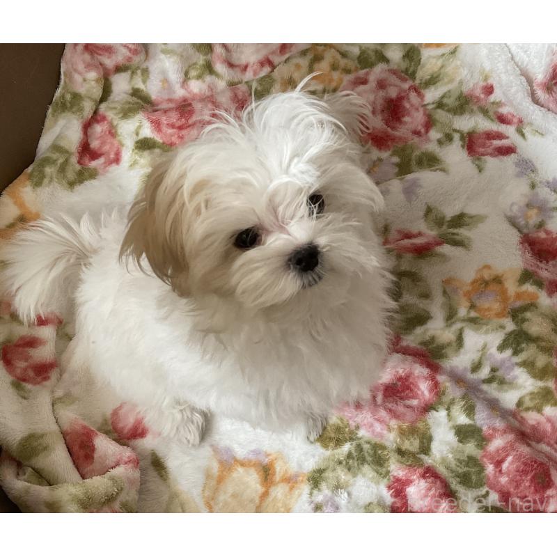 販売中の富山県のマルチーズ-411981の2枚目