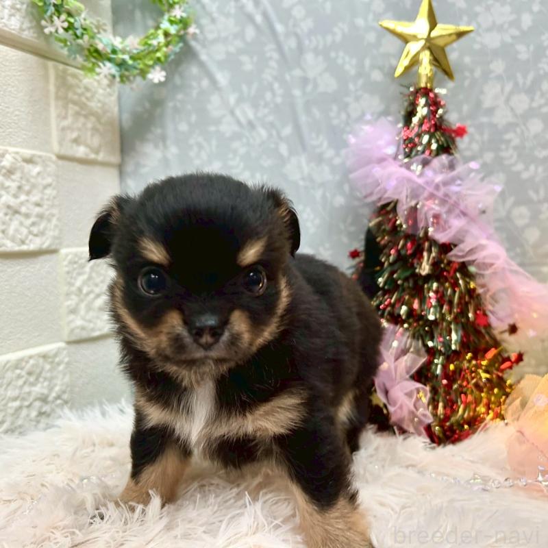 販売中の愛知県のチワワ(ロングコート)-432150の4枚目