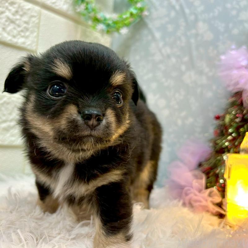 販売中の愛知県のチワワ(ロングコート)-432150の3枚目