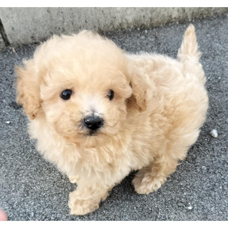 販売中の岐阜県のトイプードル-432149の2枚目