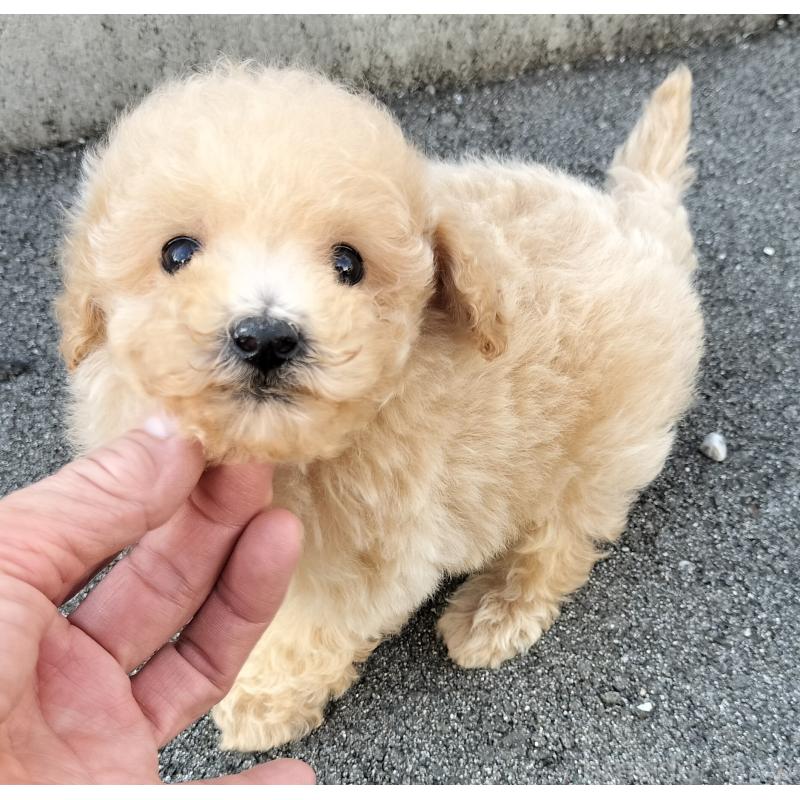 販売中の岐阜県のトイプードル-432149の1枚目