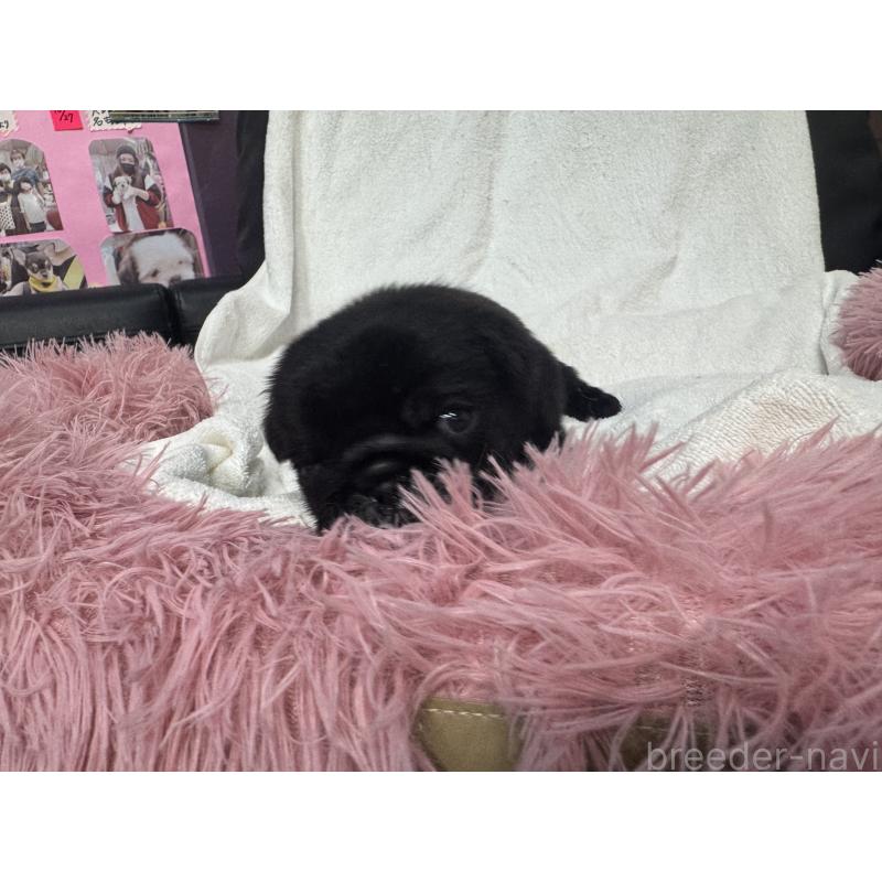 販売中の岐阜県のパグ-432151の7枚目