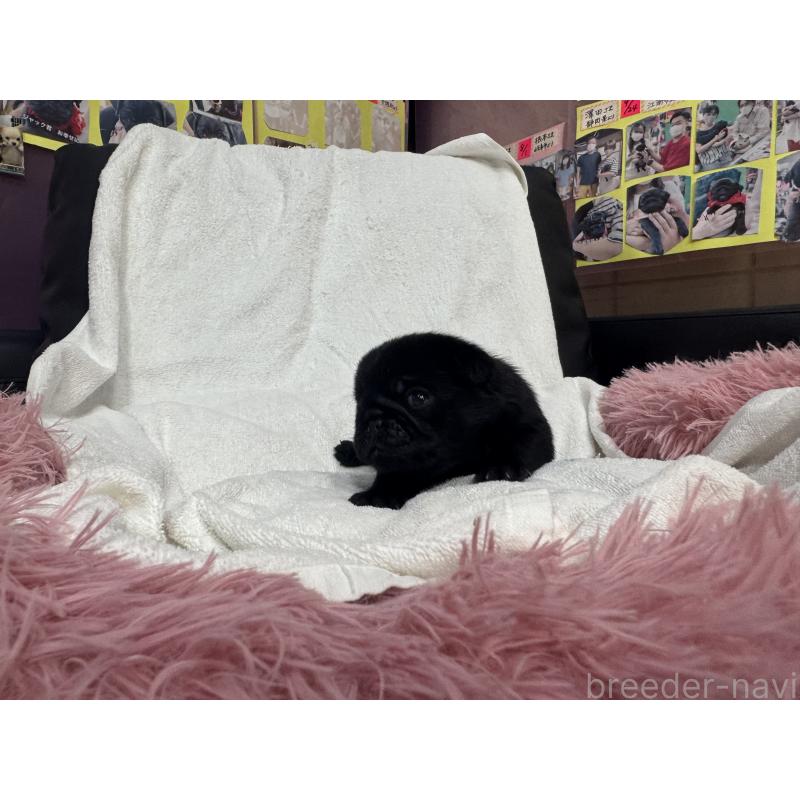 販売中の岐阜県のパグ-432151の6枚目