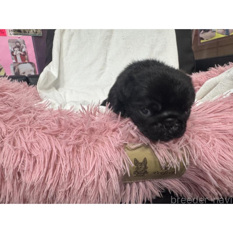 販売中の岐阜県のパグ-432151の5枚目