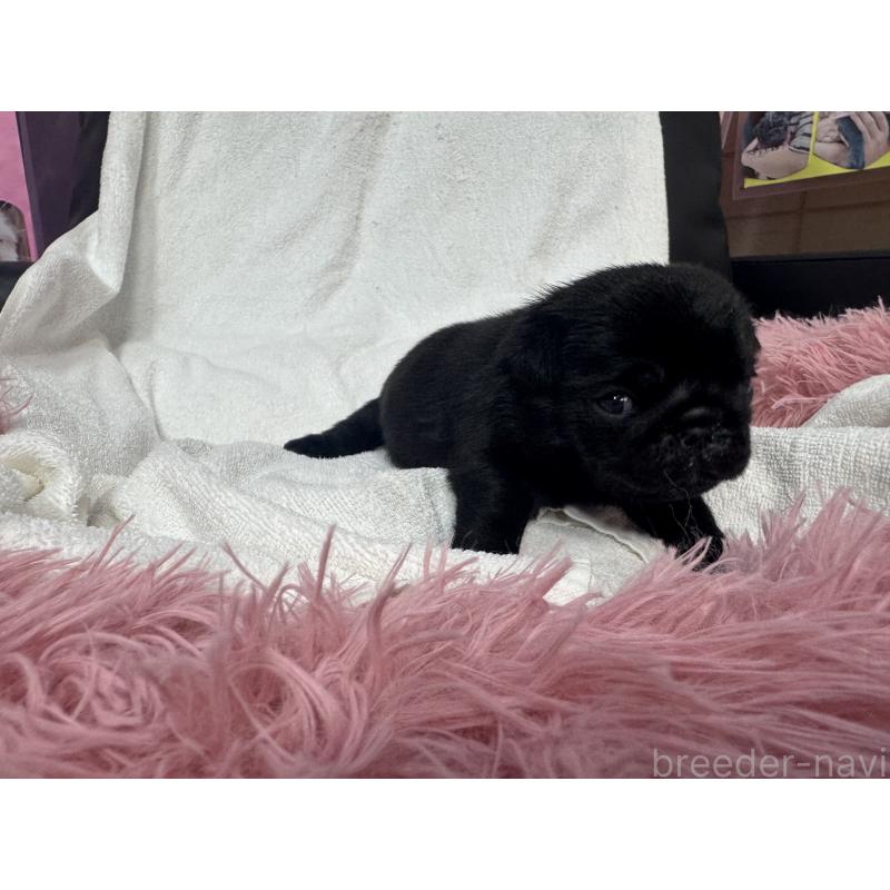 販売中の岐阜県のパグ-432151の4枚目