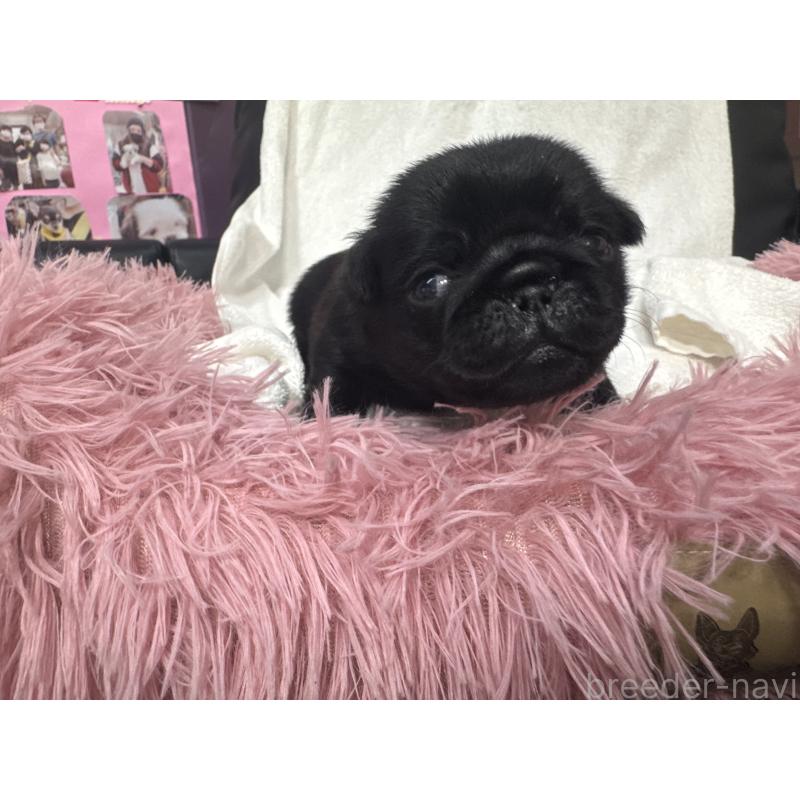 販売中の岐阜県のパグ-432151の3枚目