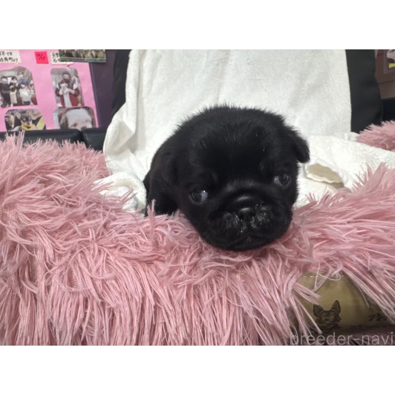 販売中の岐阜県のパグ-432151の2枚目