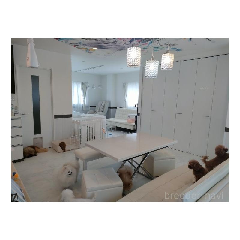 販売中の愛知県のマルチーズ-422461の3枚目