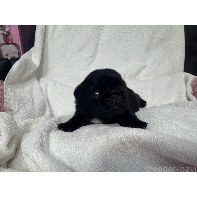 販売中の岐阜県のパグ-432152の8枚目