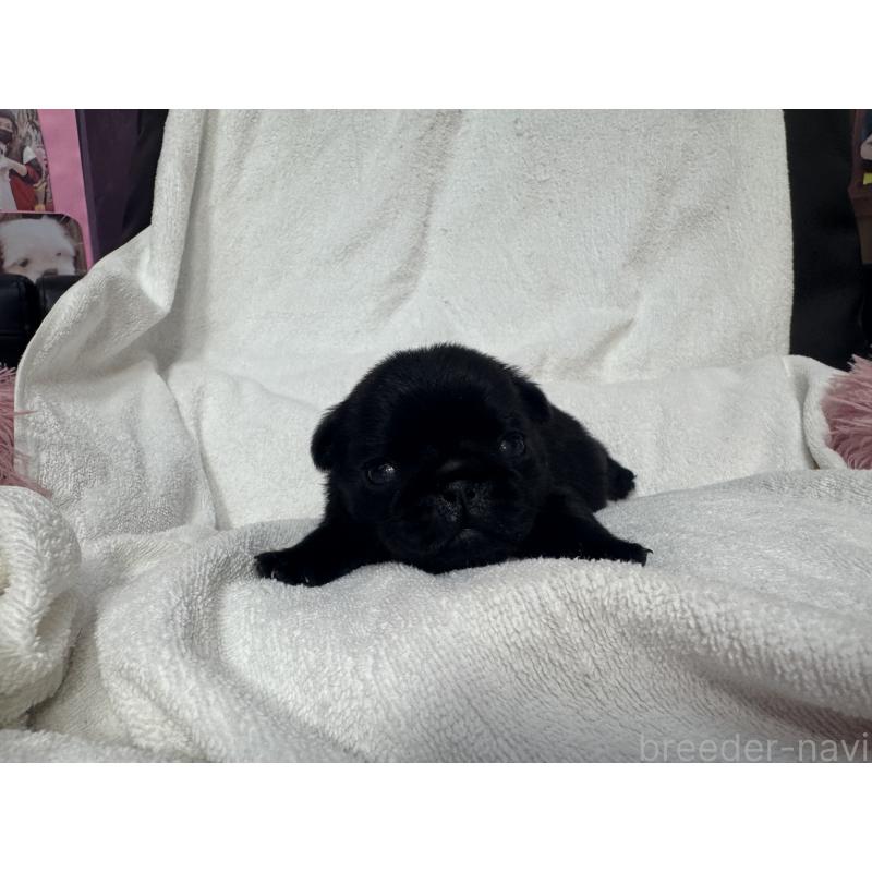 販売中の岐阜県のパグ-432152の7枚目