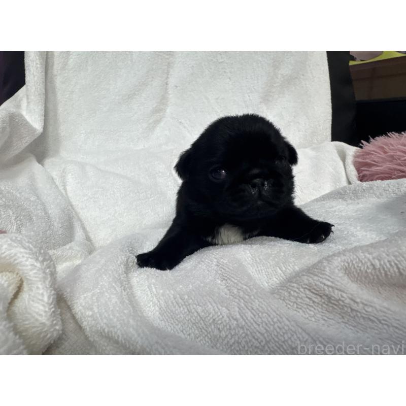 販売中の岐阜県のパグ-432152の6枚目