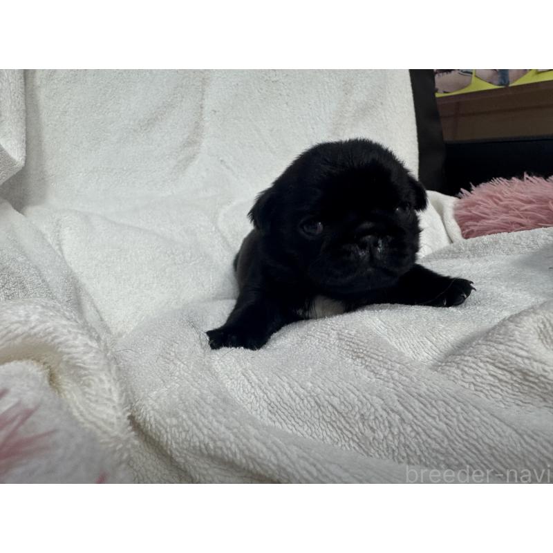 販売中の岐阜県のパグ-432152の5枚目