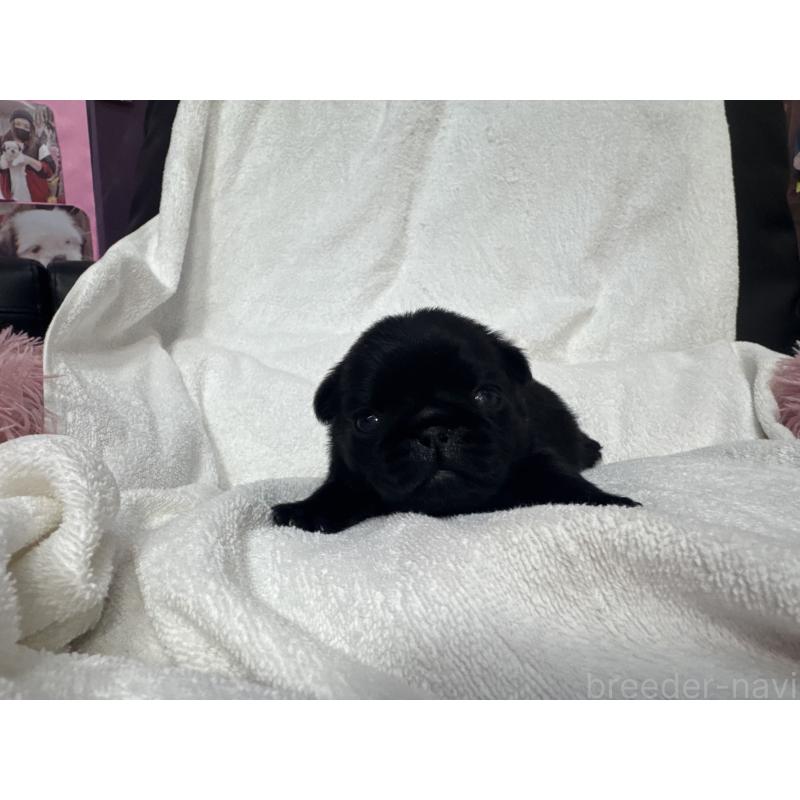 販売中の岐阜県のパグ-432152の4枚目