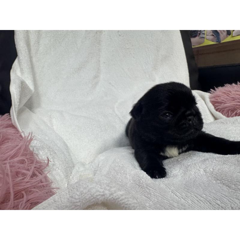 販売中の岐阜県のパグ-432152の3枚目