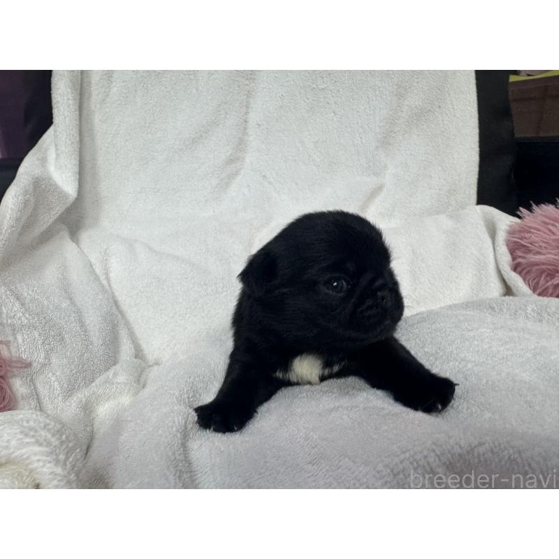 販売中の岐阜県のパグ-432152の2枚目