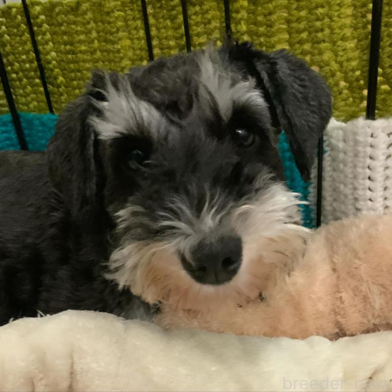 販売中の岩手県のミニチュアシュナウザー-432153の4枚目