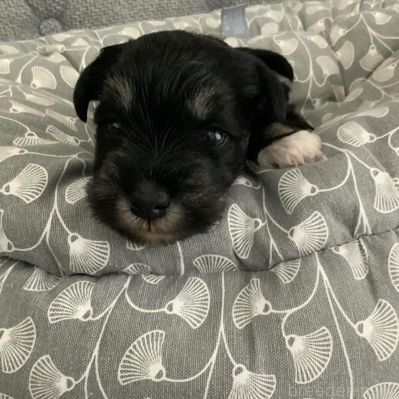 販売中の岩手県のミニチュアシュナウザー-432153の3枚目