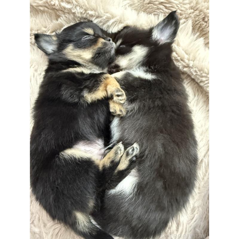 販売中の愛知県のチワワ(ロングコート)-432150の2枚目