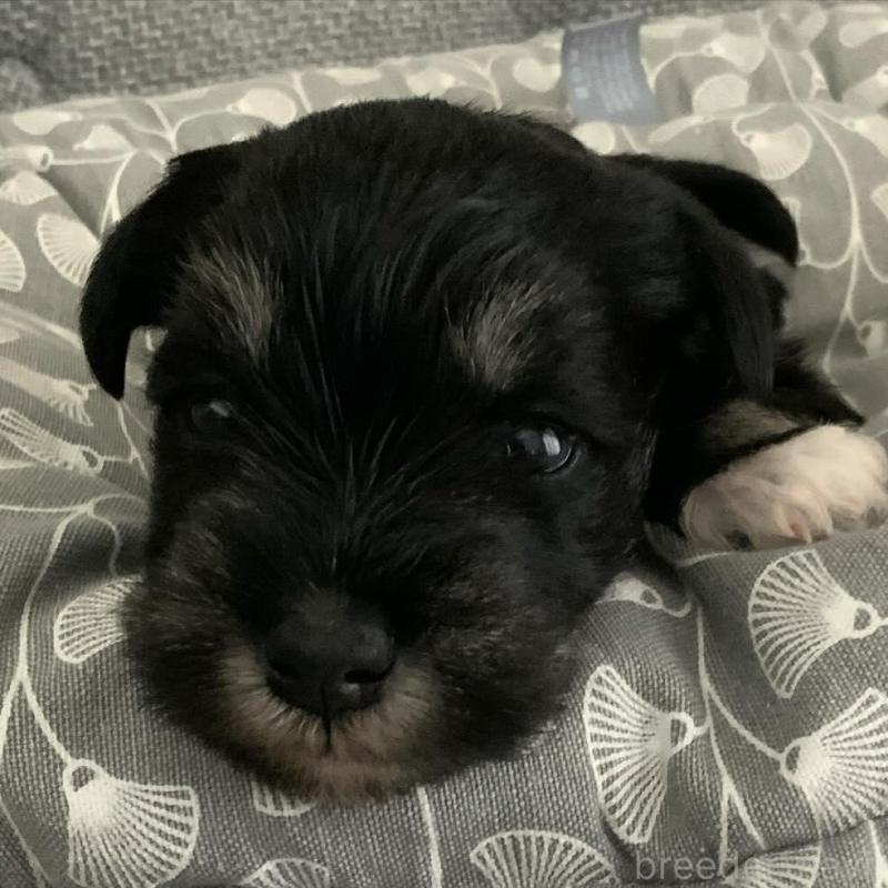 販売中の岩手県のミニチュアシュナウザー-432153の2枚目